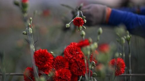 Fleurs d'œillets, symbole de la révolution du 25 avril, au Portugal.