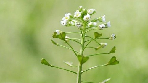 Natureza